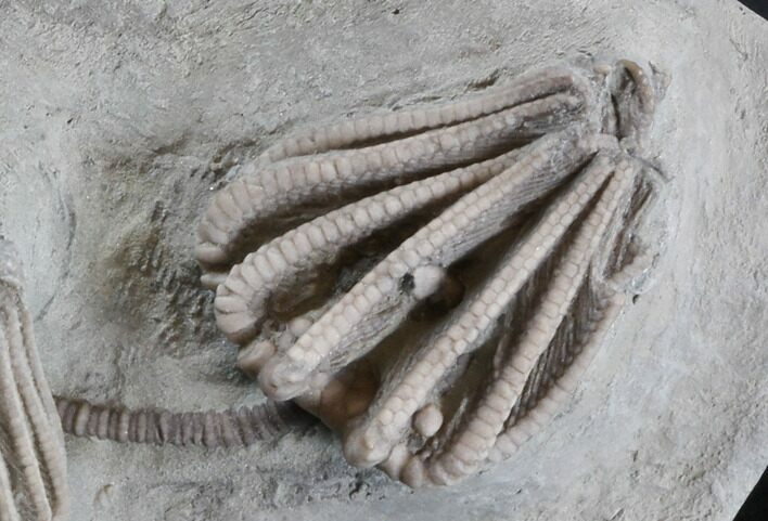 Agaricocrinus & Macrocrinus Crinoids - Indiana #35674